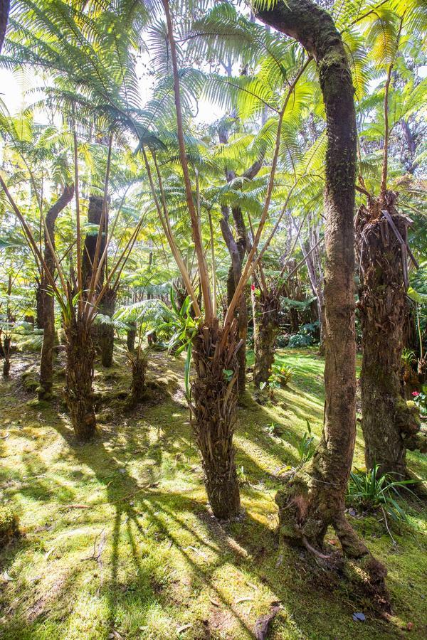 Hale Mauna Loa Upper Level With Shared Hot Tub Volcano Ngoại thất bức ảnh
